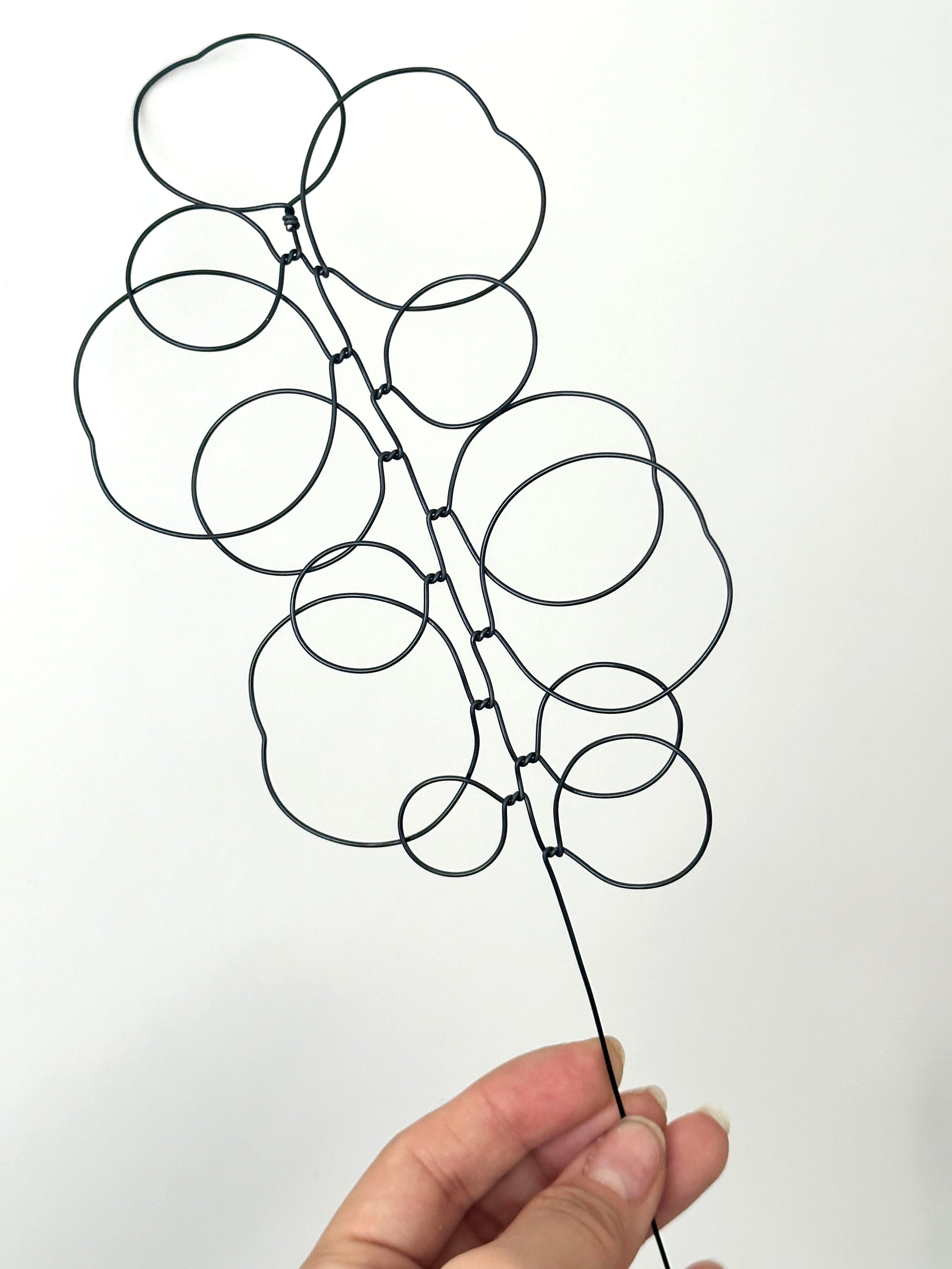 Silver Eucalyptus